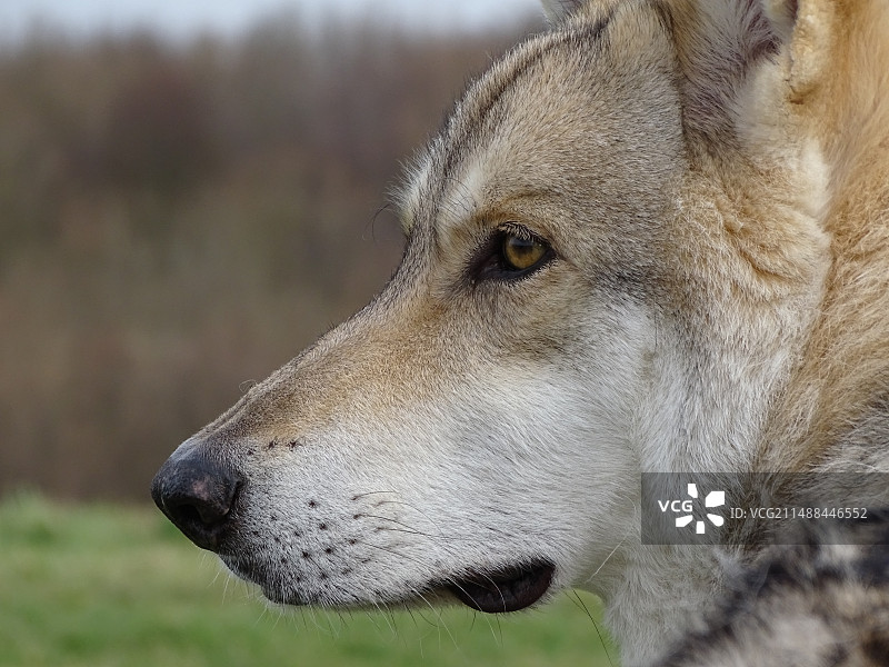 狼群哺乳动物犬科图片素材