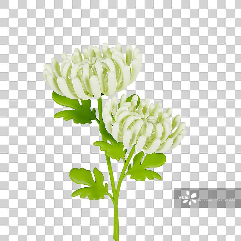 3D渲染的白色菊花清明节元素图片素材