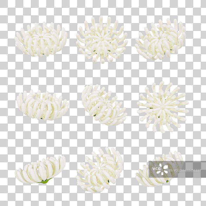 3D渲染的白色菊花清明节元素图片素材