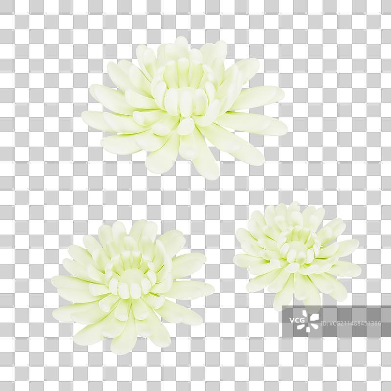 3D渲染的白色菊花清明节元素图片素材