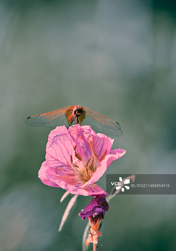 蜻蜓图片素材
