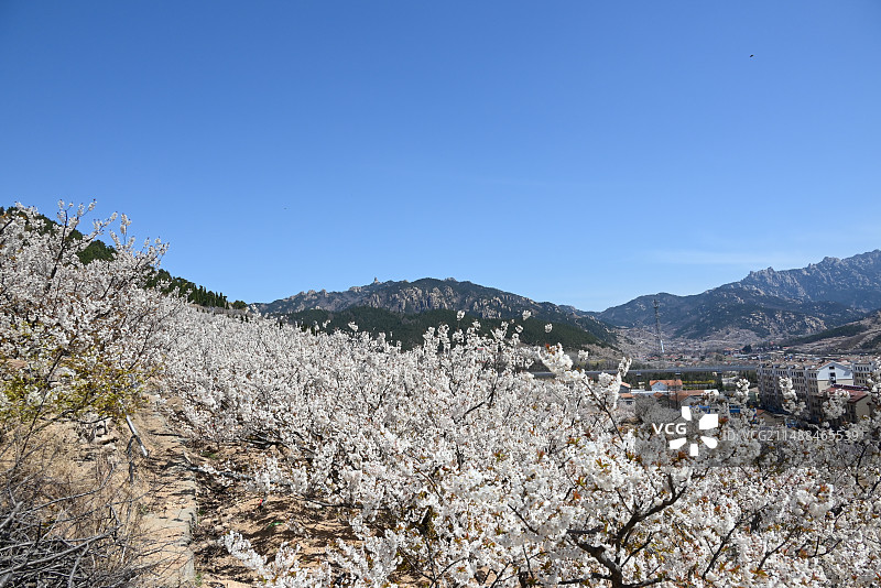 樱桃花盛开的大崂樱桃谷图片素材