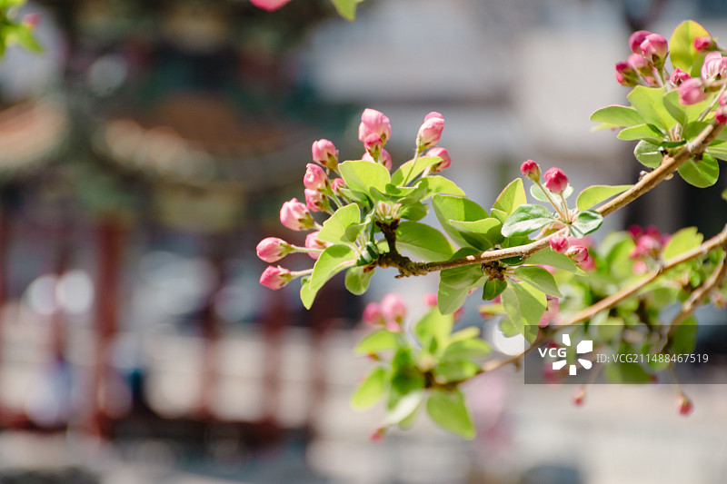 北京交通大学内海棠待放图片素材