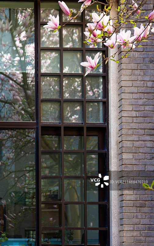 北京大学图书馆天井里的粉色玉兰花图片素材
