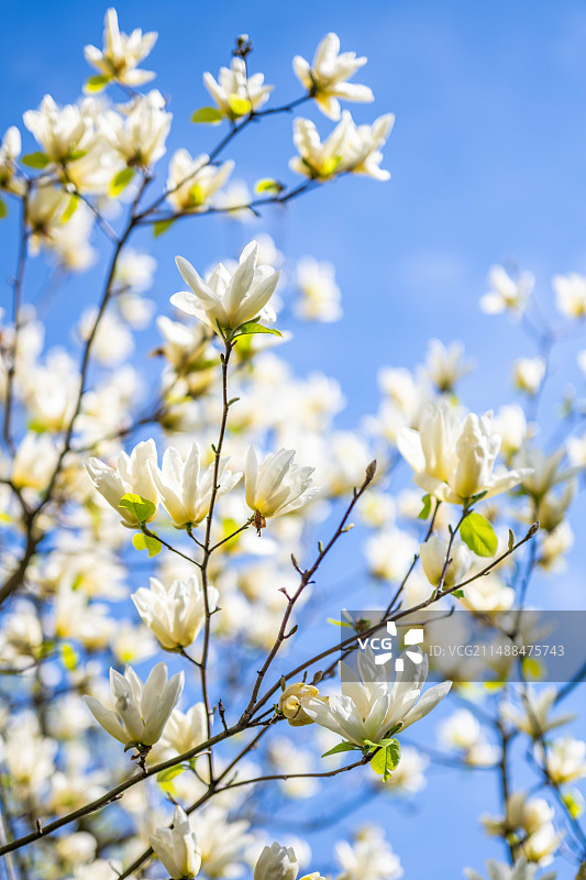 蓝天下盛开的黄花玉兰图片素材