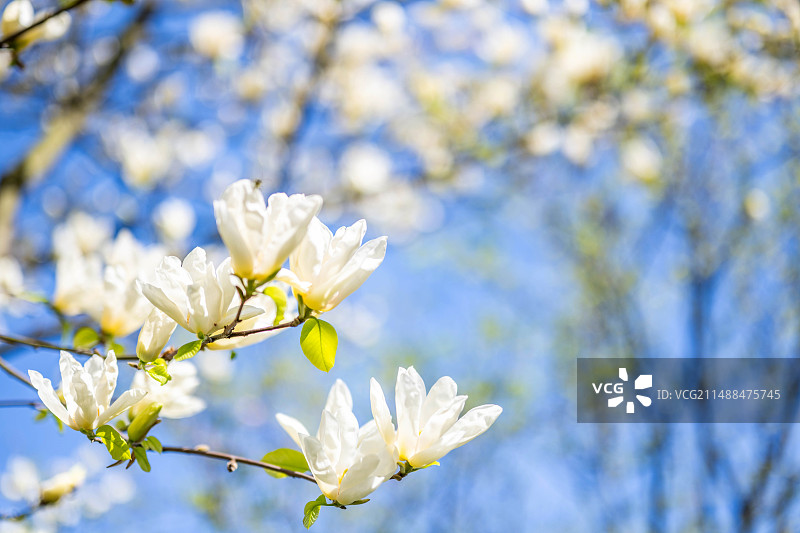 蓝天下盛开的黄花玉兰图片素材