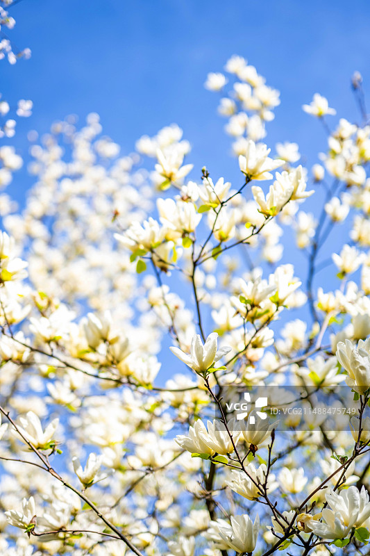 蓝天下盛开的黄花玉兰图片素材