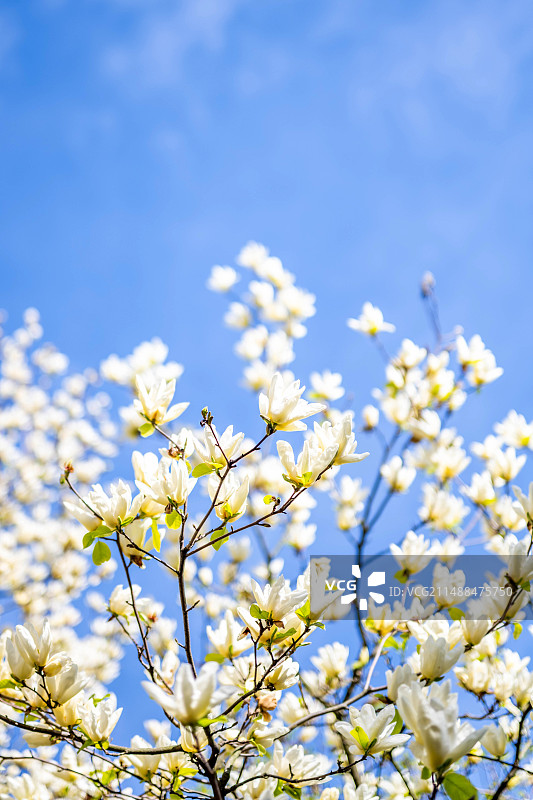 蓝天下盛开的黄花玉兰图片素材