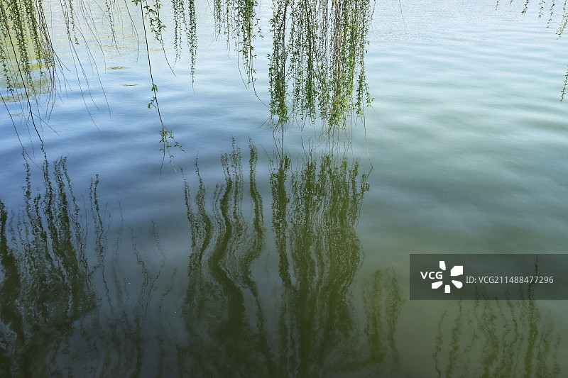 开封市汴西湖湖畔杨柳倒影美如画图片素材