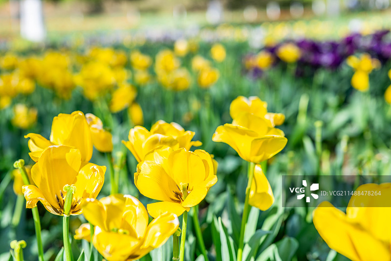 长沙园林生态园春的黄色郁金香图片素材