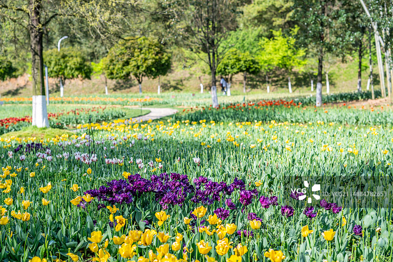 长沙园林生态园春季盛开的郁金香图片素材