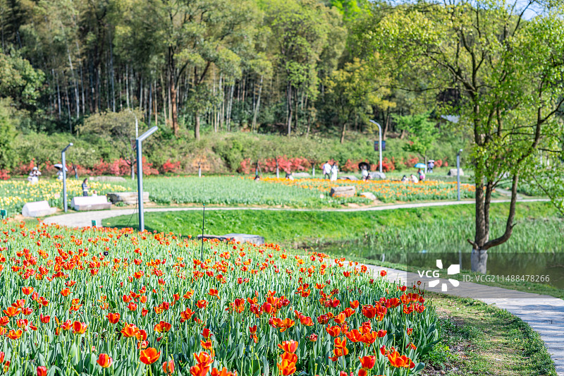 长沙园林生态园春季盛开的郁金香图片素材