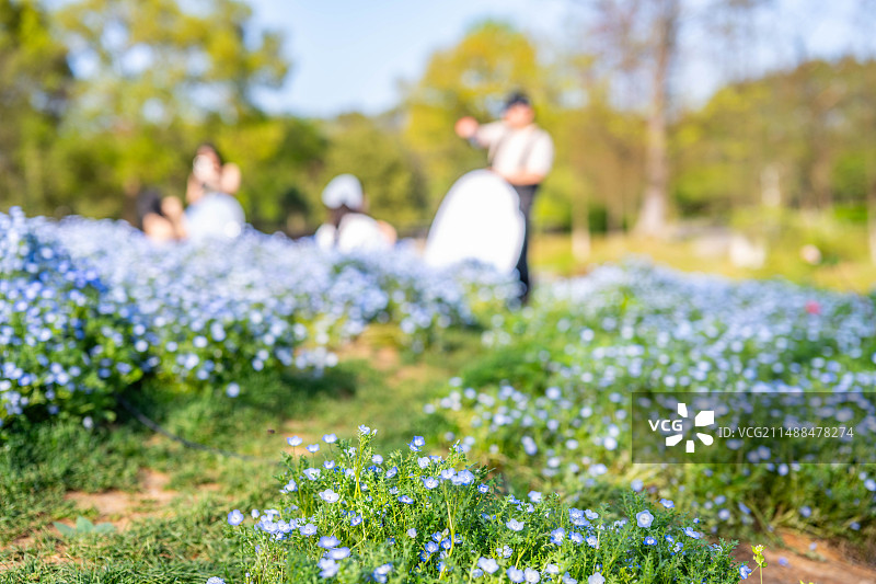 在花丛中拍照的游客模糊梦幻背景图片素材