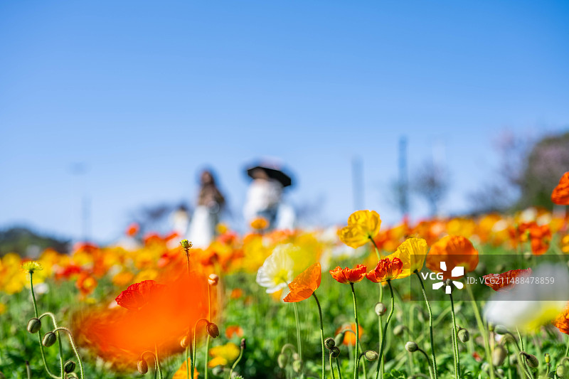 长沙园林生态园虞美人花园图片素材