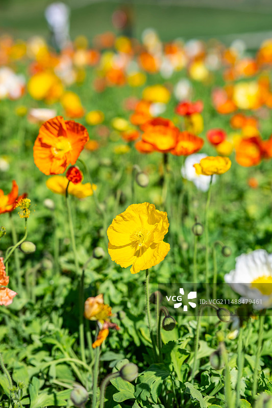 春天盛开的虞美人图片素材