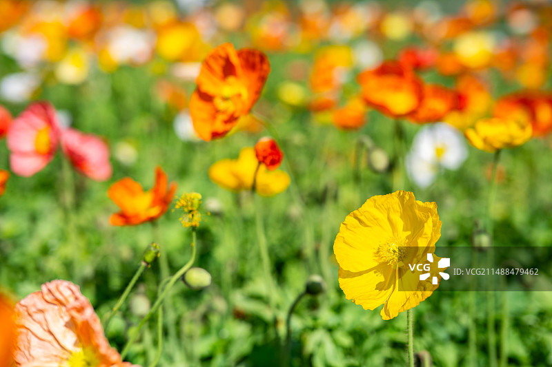 春天盛开的虞美人图片素材