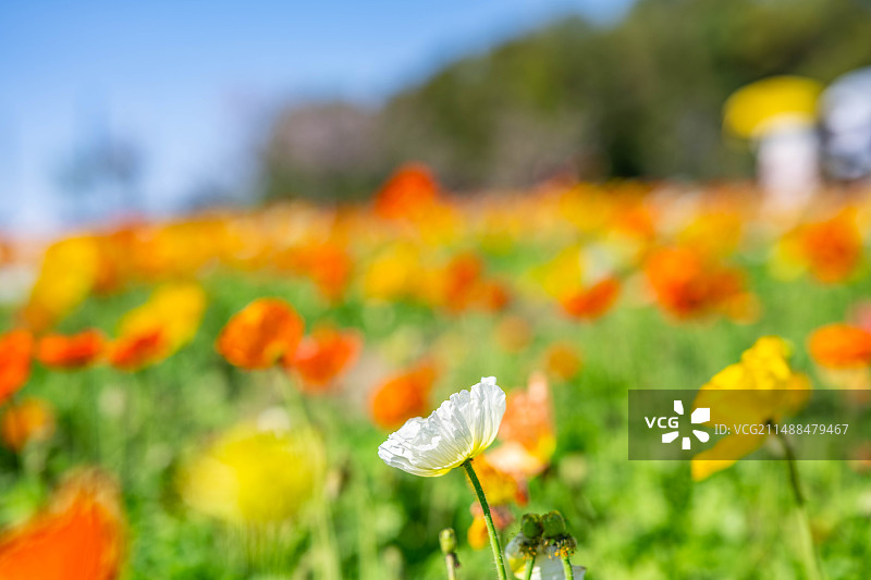 春天盛开的虞美人图片素材