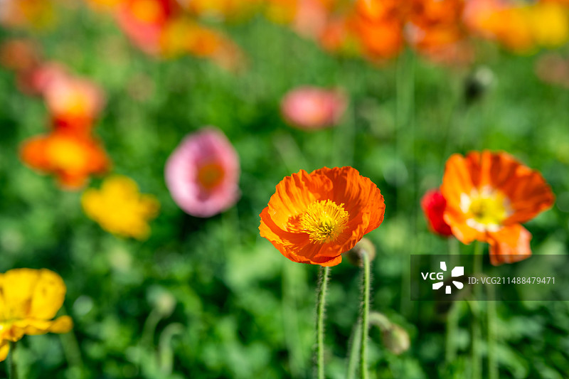 春天盛开的虞美人图片素材