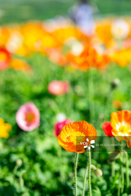 春天盛开的虞美人图片素材