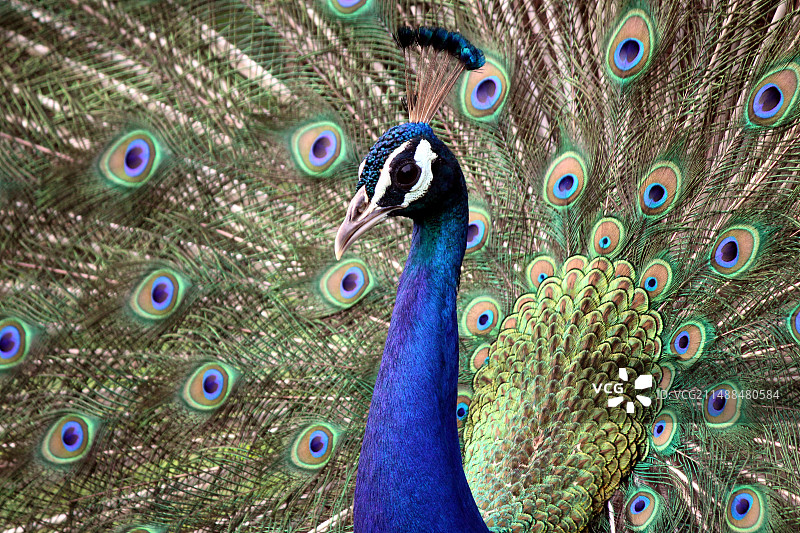 孔雀一直动物蓝色图片素材