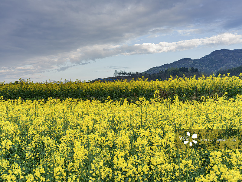 陕西安康凤堰古梯田春季油菜花风光（哈苏相机高清图片）图片素材