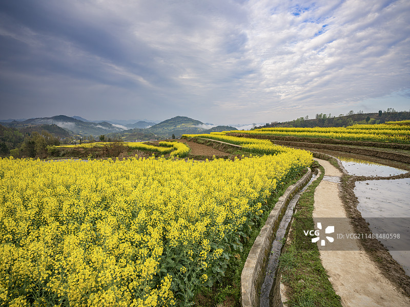 陕西安康凤堰古梯田春季油菜花风光（哈苏相机高清图片）图片素材