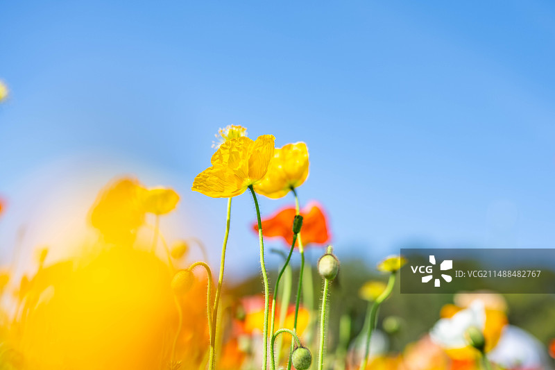 蓝天阳光中盛开的虞美人图片素材