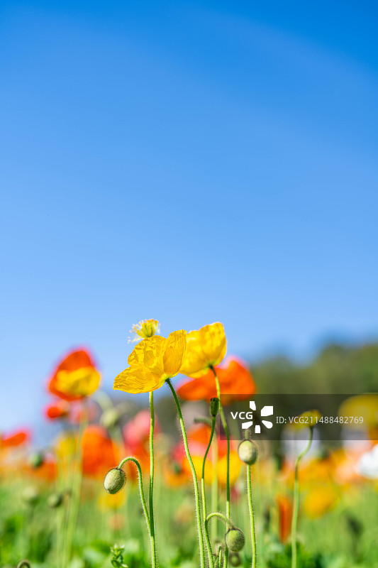 蓝天阳光中盛开的虞美人图片素材