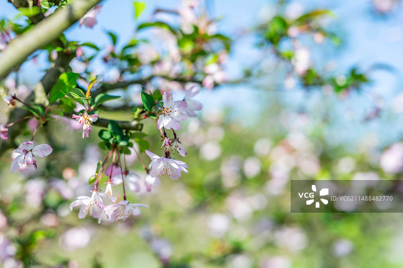春天盛开的樱花背景图片素材