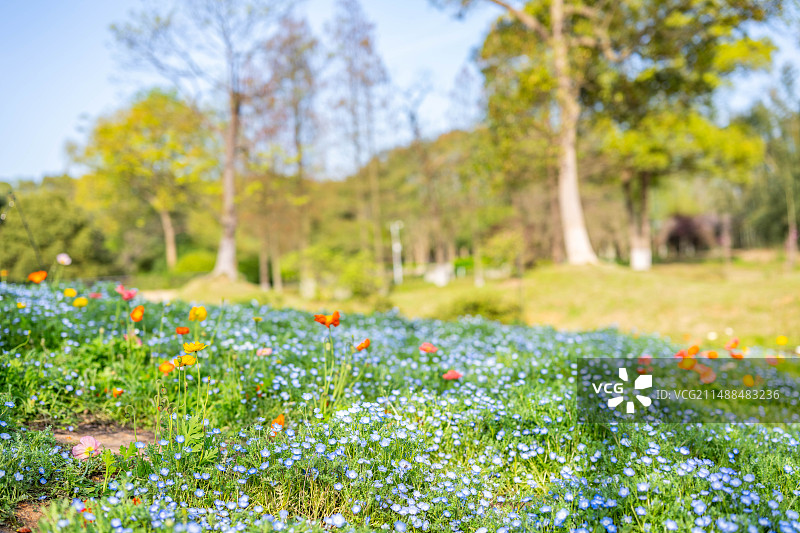 长沙园林生态园喜林草花园图片素材