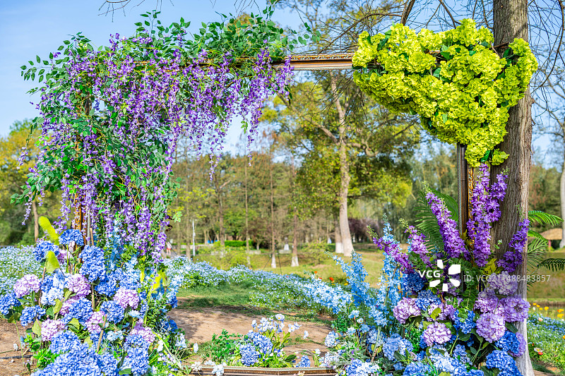 长沙园林生态园粉蝶花园打卡点图片素材