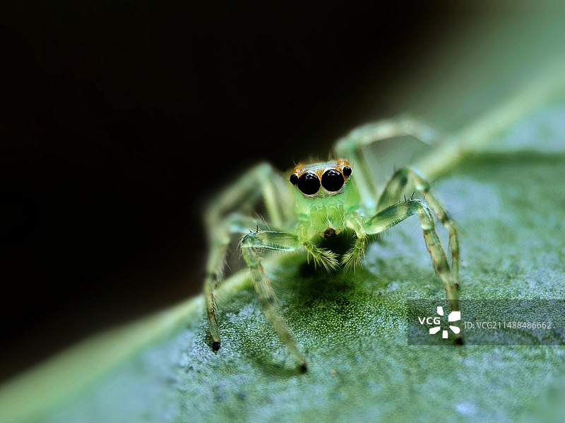 小公主（艾普跳蛛）图片素材