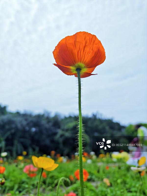 独占鳌头图片素材
