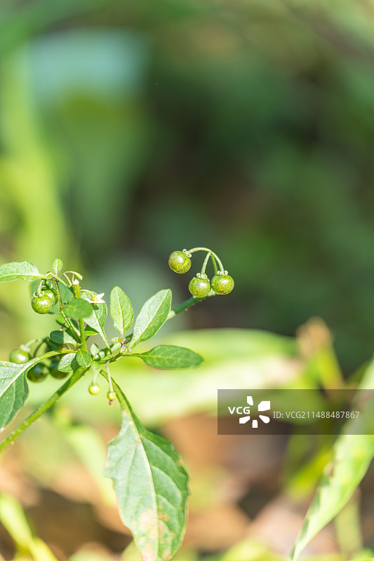 龙葵在野外生长的特写镜头图片素材