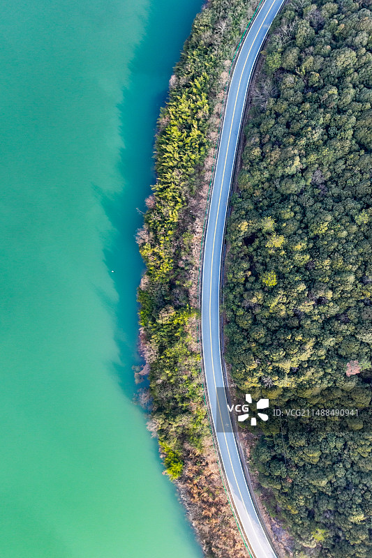 俯拍下的公路和树图片素材