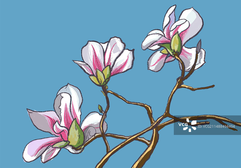 春天玉兰花 花卉插画图片素材