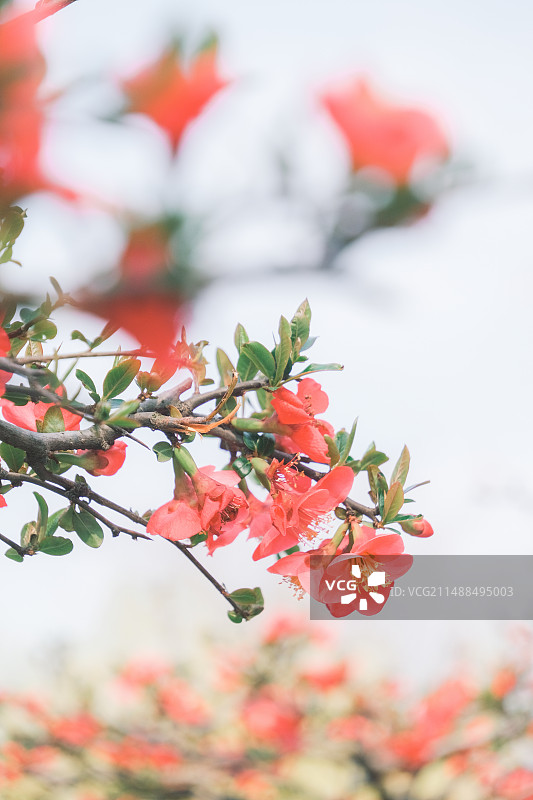 公园中式美春日感红色系贴梗海棠花卉摄影多视角素材组图图片素材
