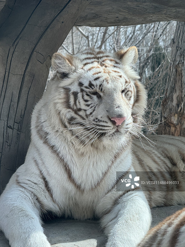动物园里老虎的特写镜头图片素材