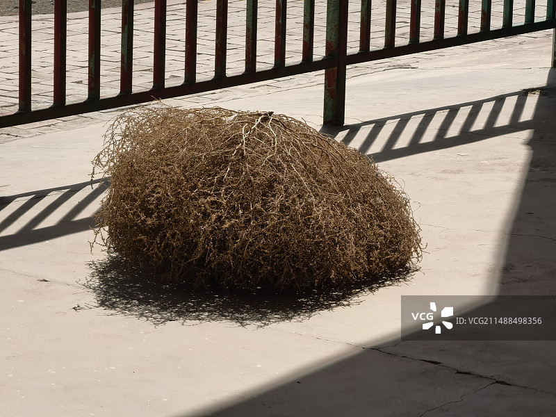 晴天干旱地区的风滚草图片素材