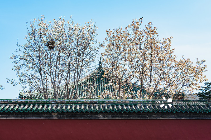 北京天坛公园斋宫主建筑与玉兰花图片素材