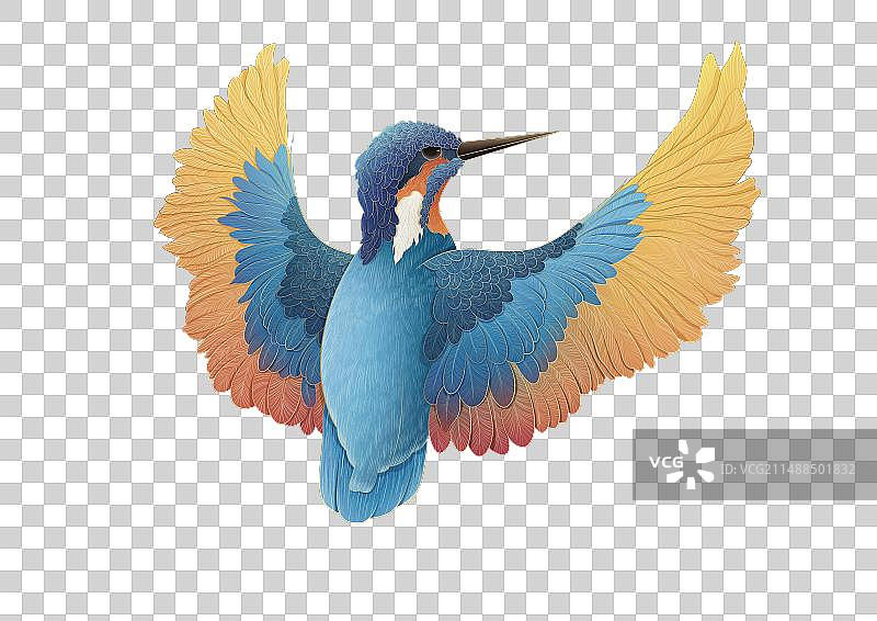 张开翅膀的翠鸟图片素材