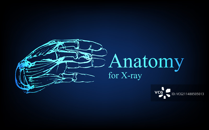 X光视图人体解剖图片素材