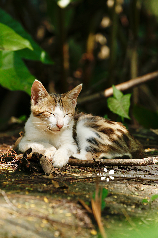 卧在树丛中眯眼笑着晒太阳的猫的特写镜头图片素材