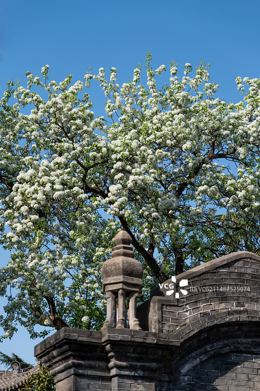西安事变纪念馆杨虎城将军纪念馆春天盛开的梨花图片素材