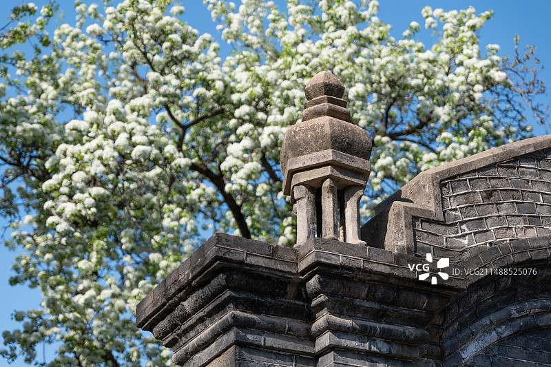 西安事变纪念馆杨虎城将军纪念馆春天盛开的梨花图片素材