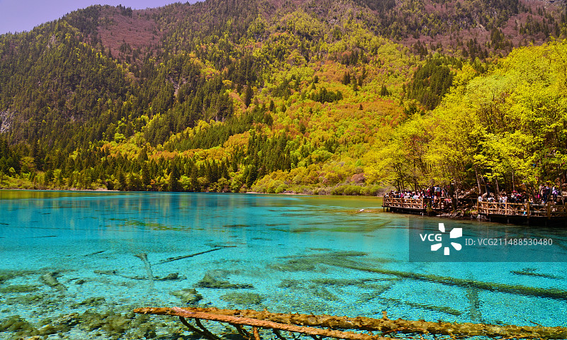迷人的九寨沟五花海景色，春季的森林倒影在湖水中图片素材