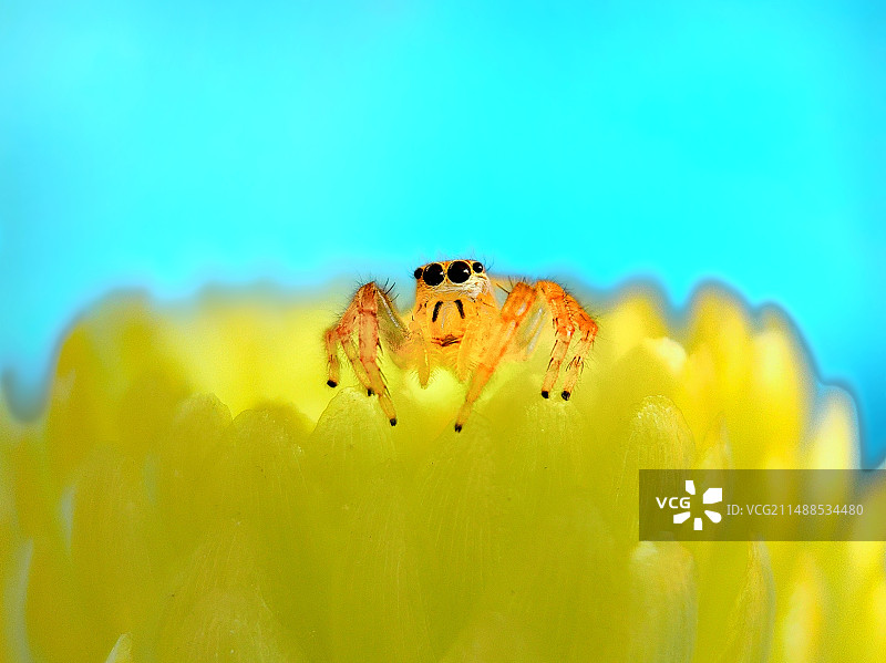 叶上小跳蛛图片素材