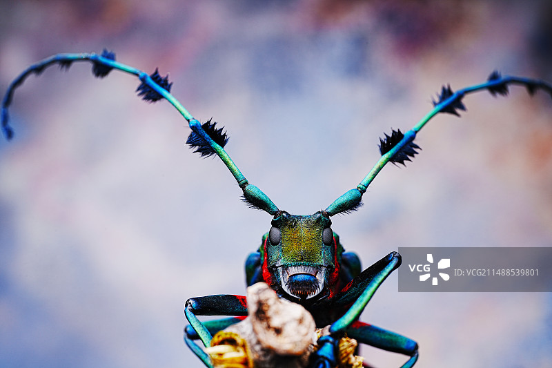 威武（天牛）图片素材