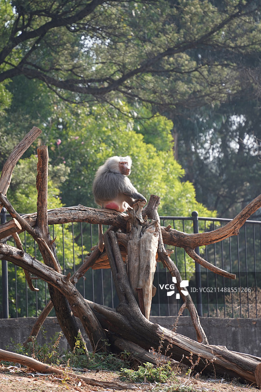云南野生动物园狒狒图片素材