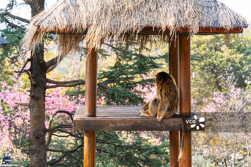 云南野生动物园金丝猴图片素材